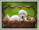 Szczeniak, Golden retriever, Koszyk